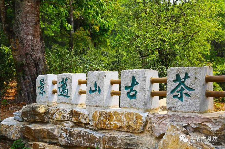 解密世界唯一一座以茶的名义申请世界非物质文化遗产的神山——景迈山