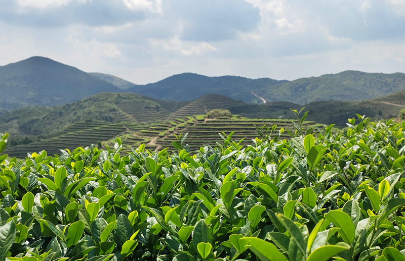 《寻茶之旅》中国名山茶品牌龙叙堂：十大名茶产地铁观音篇