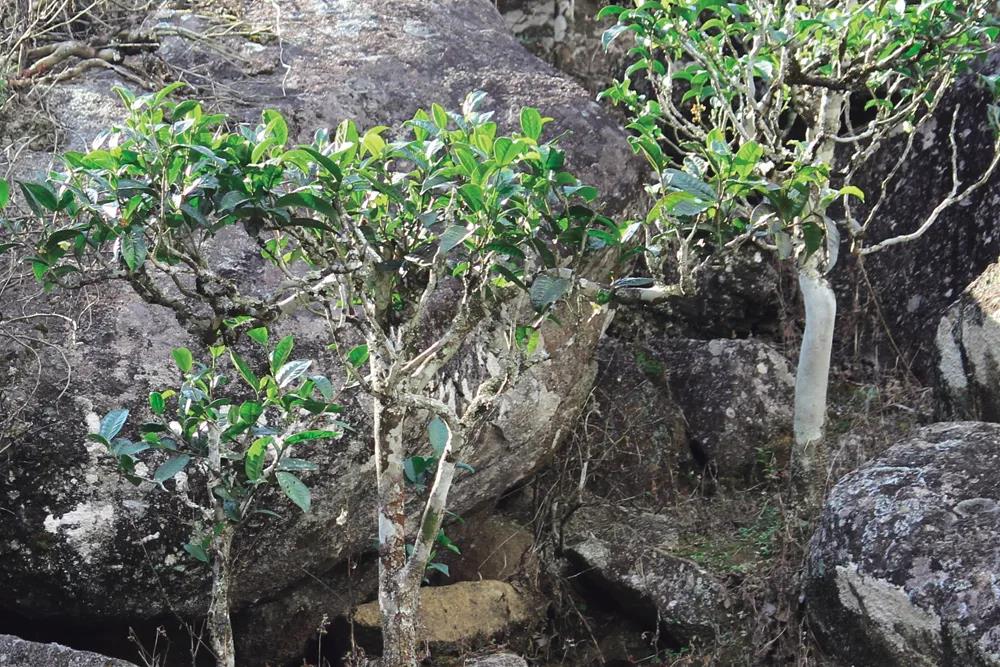 你可能没听说过的古树茶——稀有的岩中仙子