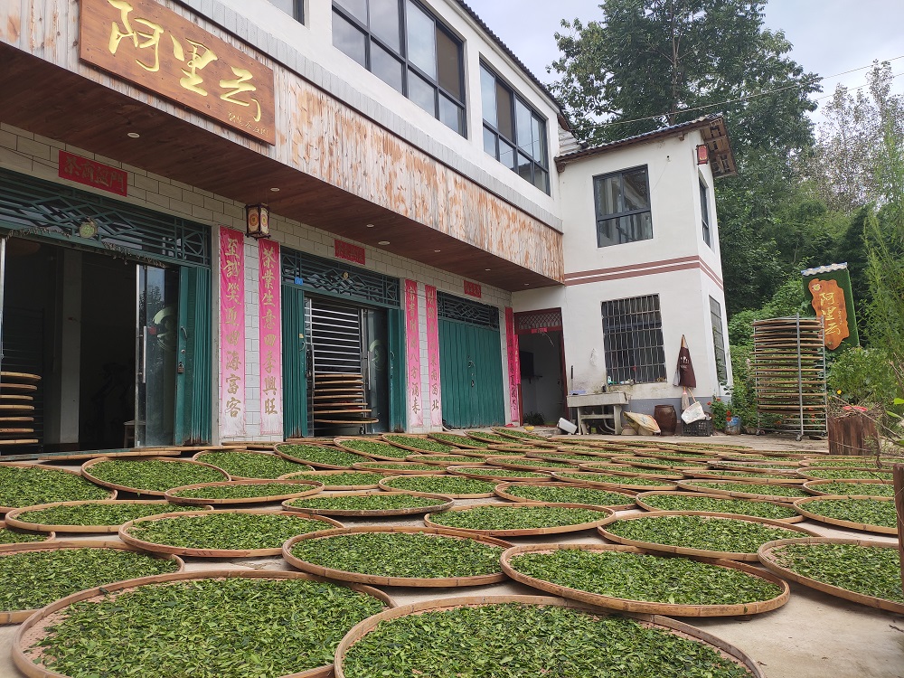 为什么现在的一些喝茶客户喜欢到茶山茶厂里买茶叶？