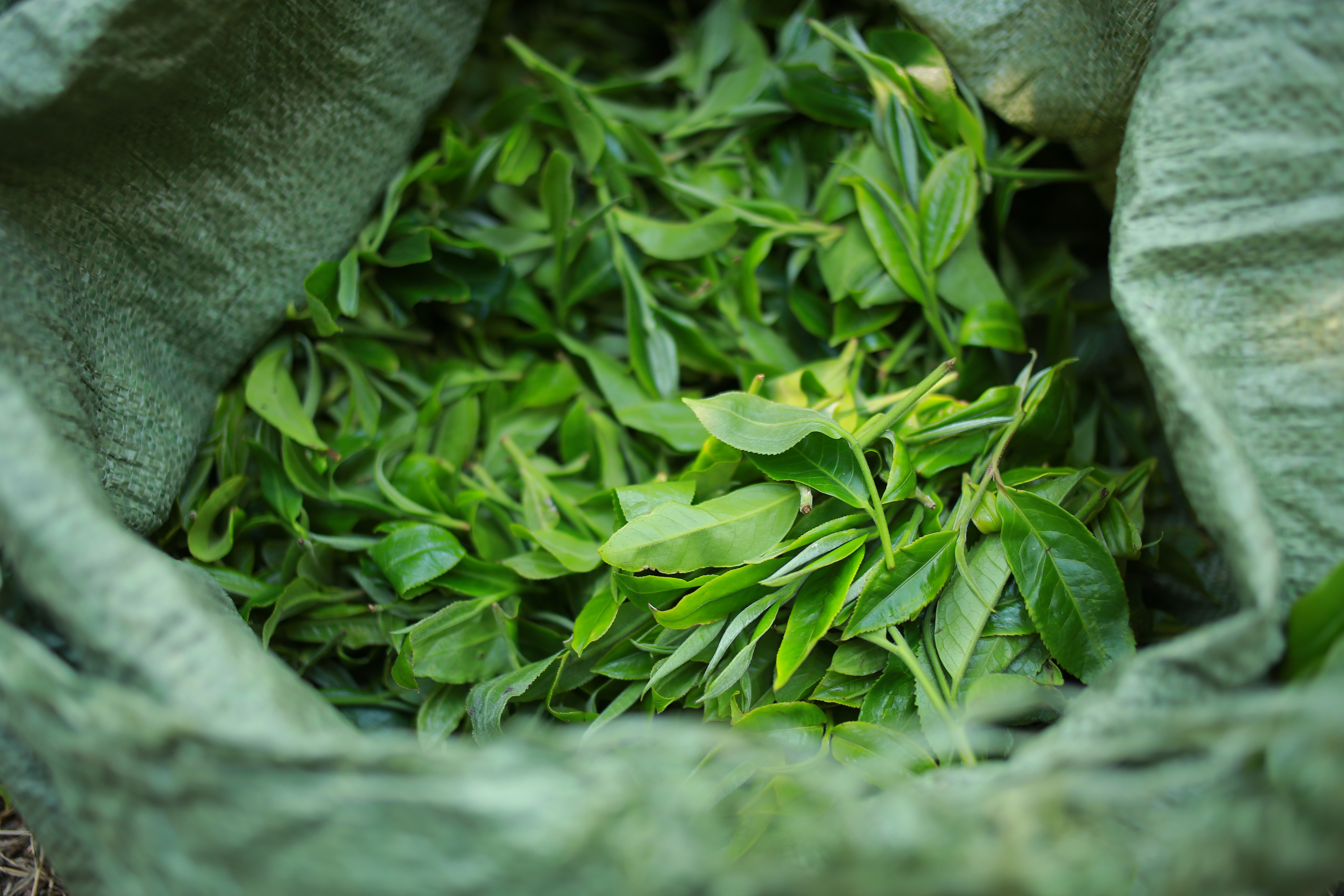 普洱茶“绿茶化”现象该怎么理解？