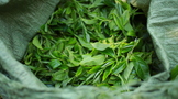 普洱茶“绿茶化”现象该怎么理解？