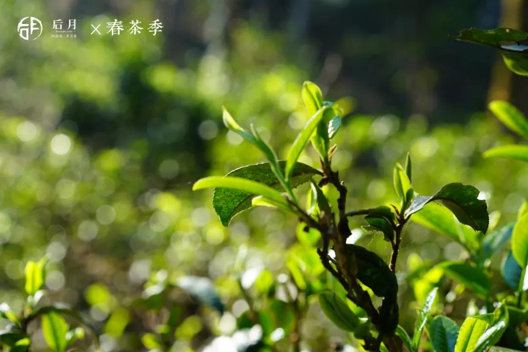 【春茶预售】预订属于你的那片叶子！