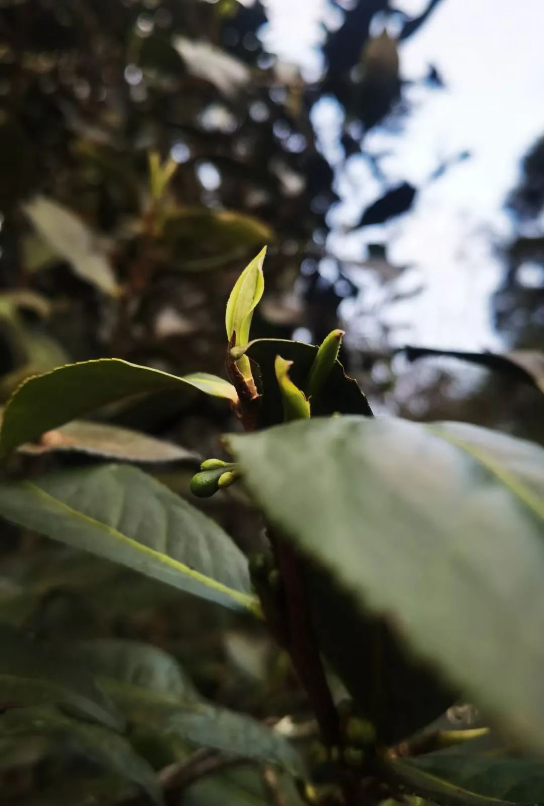 以春茶之名，啜饮古树茶芳年华月。