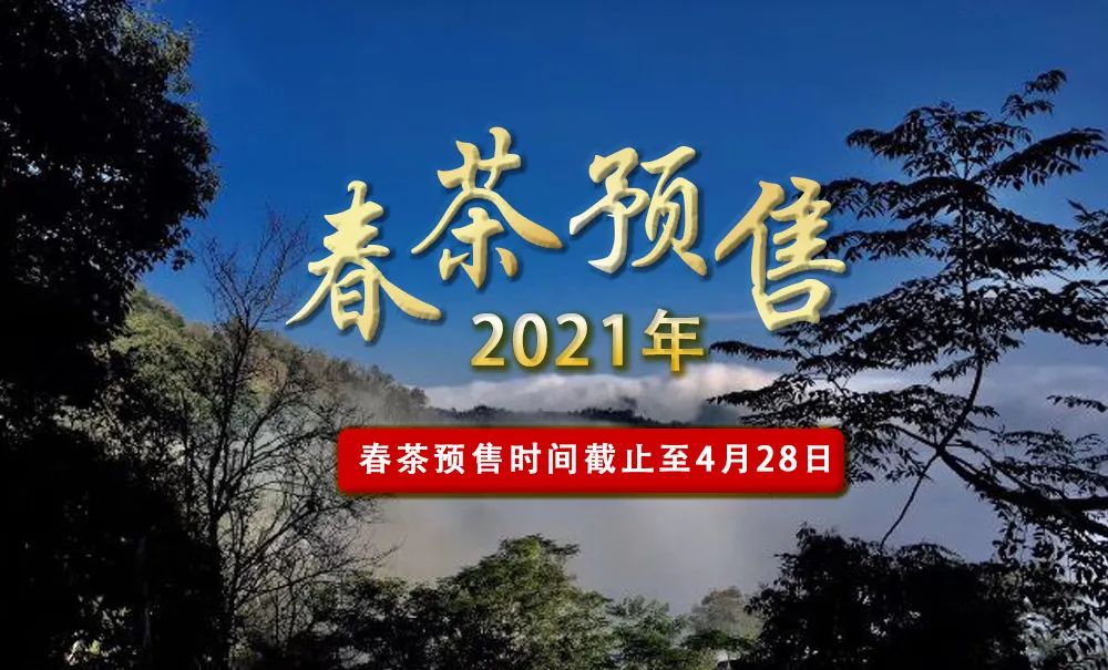 2021名山古树春茶，火爆预定进行中！