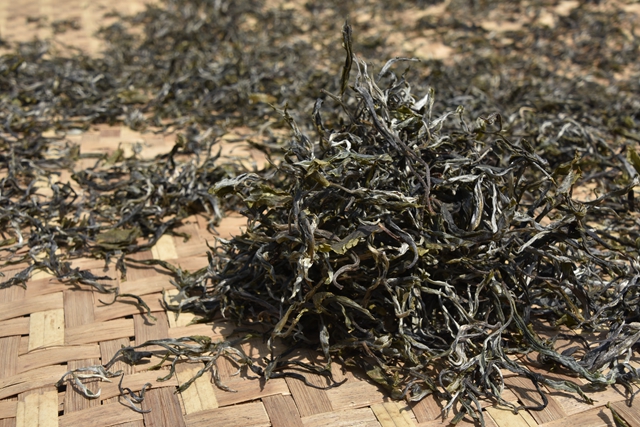 为什么普洱茶的工艺中一定要强调晒青？