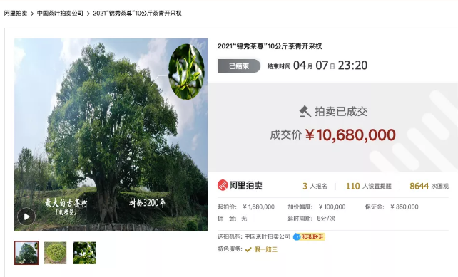 惊人天价！云南10公斤茶鲜叶竟拍出1068万元！