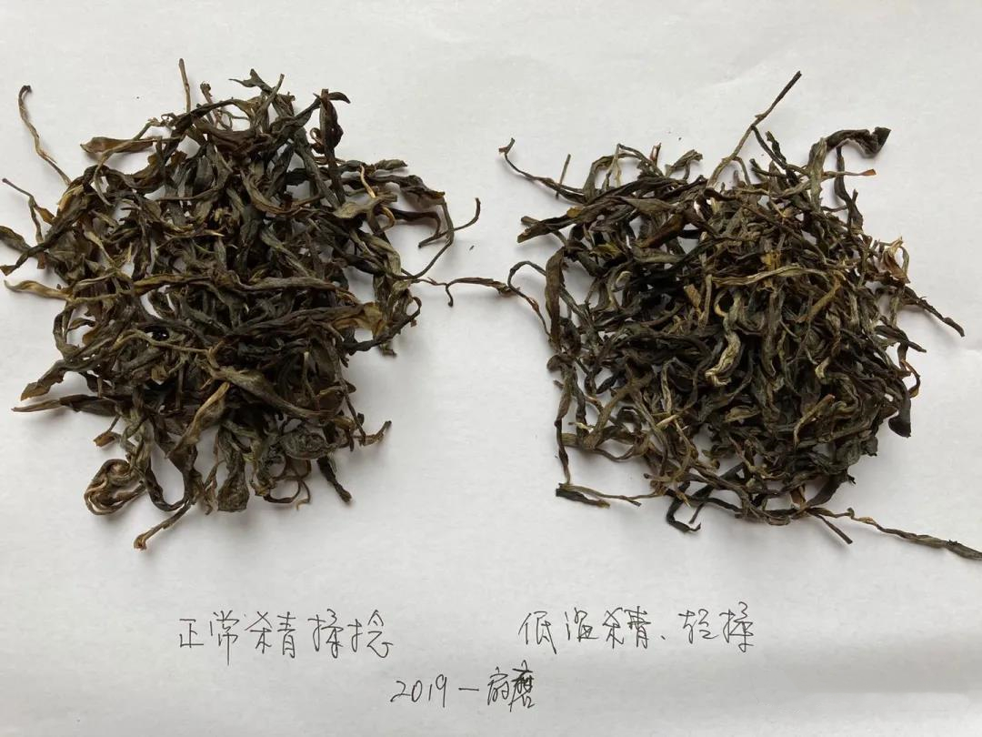 低温、短时炒、轻揉与正常制作茶叶对比实验的第一次对冲