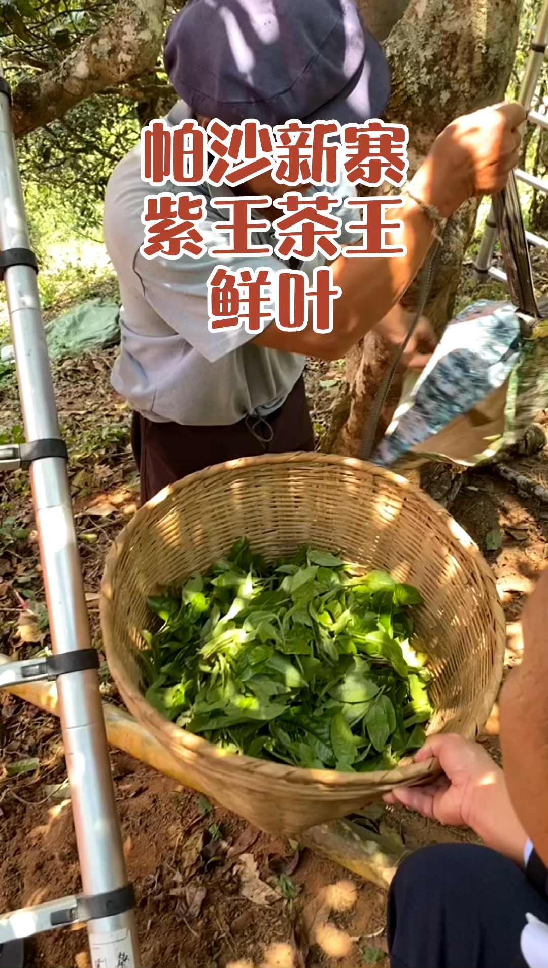 帕沙新寨紫王茶王樹采摘