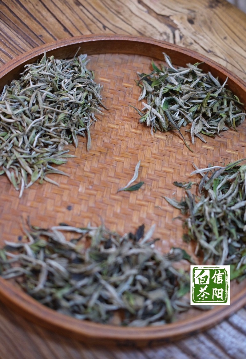 助力乡村振兴路，信阳白茶产业亮了