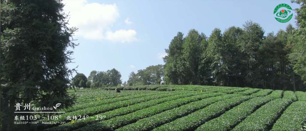 “贵茶相伴，终生无憾”——一段视频领略“贵州绿茶”的魅力