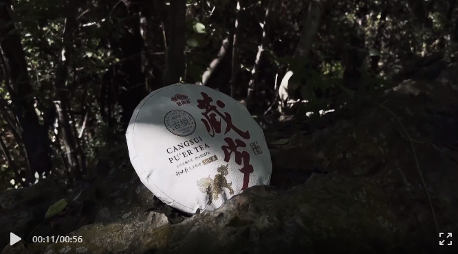 海湾茶业2021年藏岁熟茶：十年陈藏，一眼即识的儒雅（视频）