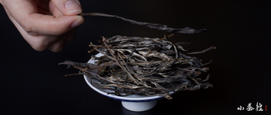 「独一无二」的古树纯料：单株~ 品尝普洱茶的“纯粹” ！