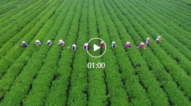 《三湘四水，五彩茶香（长沙绿茶）》参赛视频