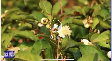 茶乡紫阳：万亩茶园花开正盛