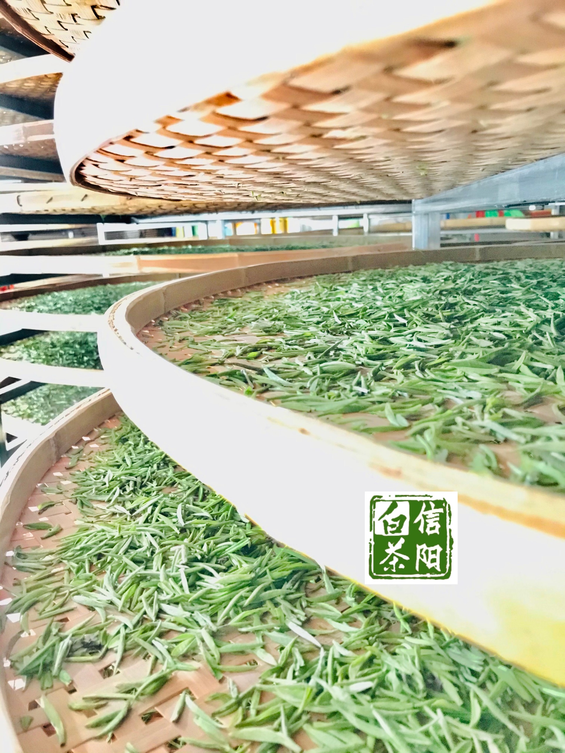 浉河港黄庙生态茶厂正式发布信阳白茶标准