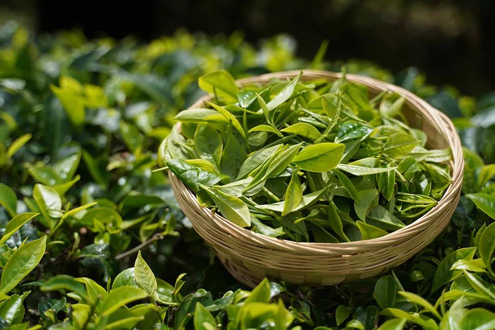 【茶界头条】2022-2026年中国茶叶行业发展预测分析