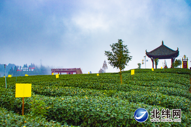 雅安雨城区发布春季茶园管理“指南”