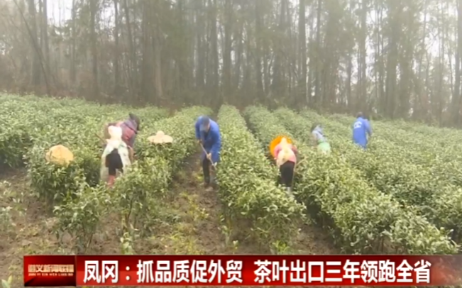 凤冈：抓品质促外贸 茶叶出口三年领跑全省