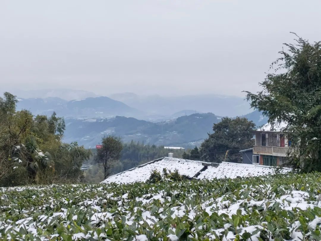 “瑞雪兆丰年”，今年福鼎白茶品质可大幅度提高！