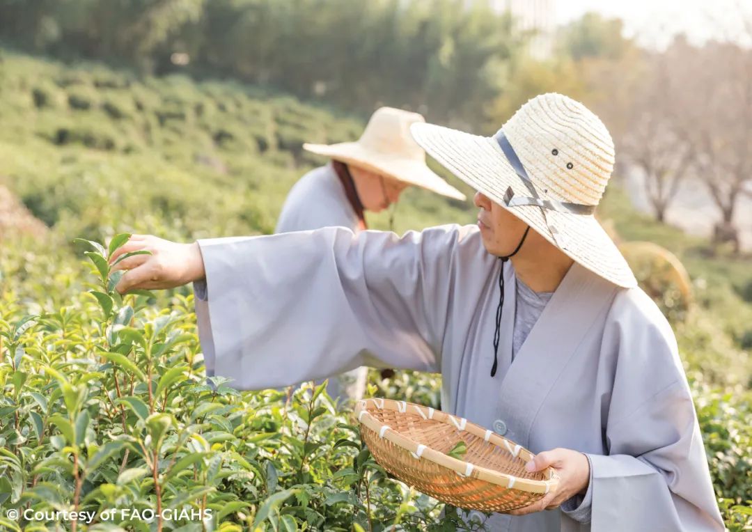 茶产业机遇与挑战并存