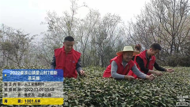 蒙顶山茶核心区千亩茶园出新绿，首批春茶今日开采