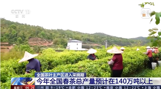（一）全国茶叶主产区进入采摘期，今年全国春茶总产量预计在140万吨以上
