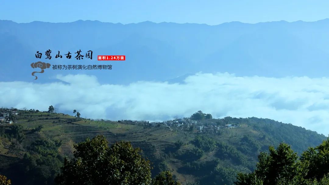 临沧  世界茶叶起源的中心地带