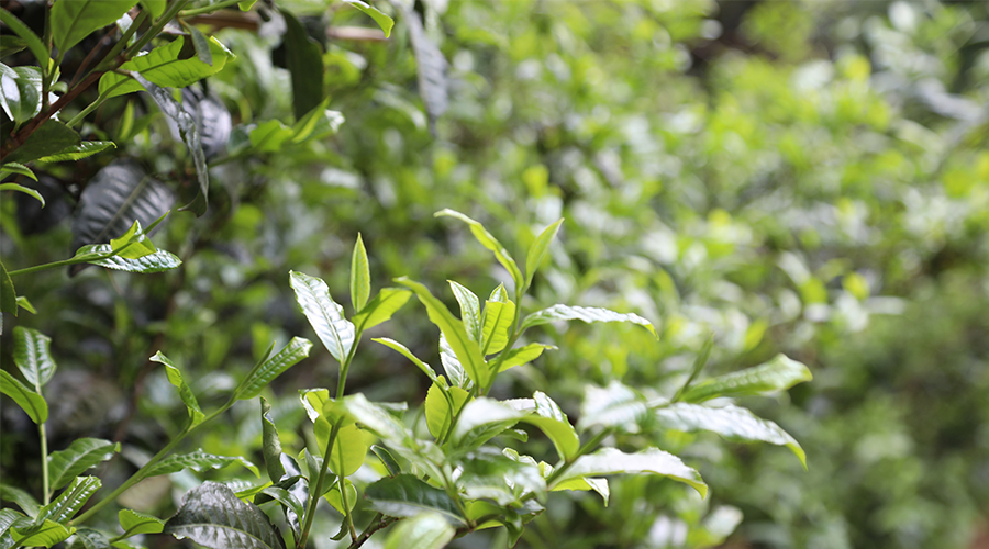 好茶源自好茶園，好茶有源在“臨滄”，好茶緣在「小茶控·古樹茶」