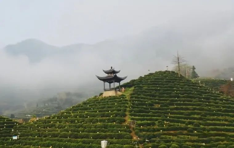 小山村因茶更名 猴魁品牌价值超三十亿