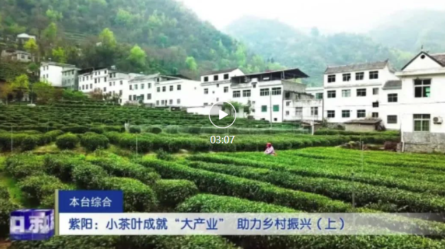 小茶叶成就“大产业” 助力乡村振兴（上）