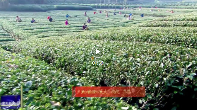 紫阳：小茶叶成就“大产业” 助力乡村振兴（下）