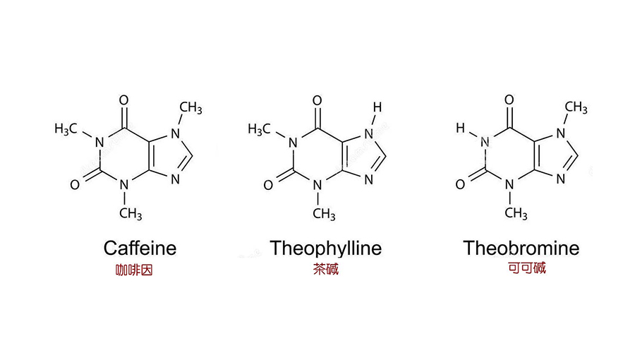 是什么影響了茶葉中的咖啡因的含量？