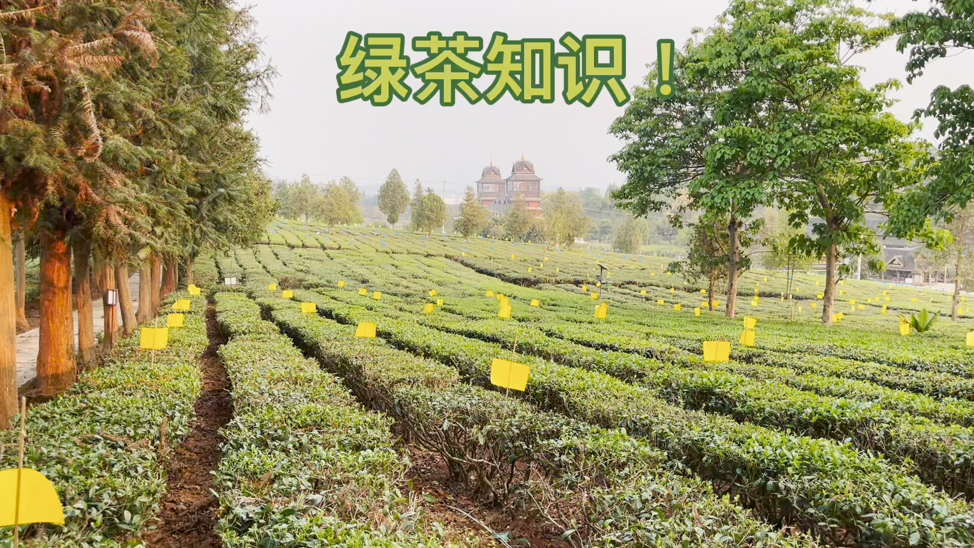 绿茶基础知识介绍
