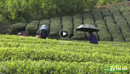 湄潭县九坝社区：发展茶经济 民富产业强