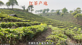 中国红茶的产地有哪些?