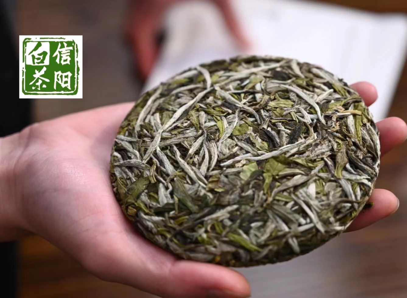 看南茶北移信阳三十年后的福鼎大白茶种| 古法天成的信阳白茶