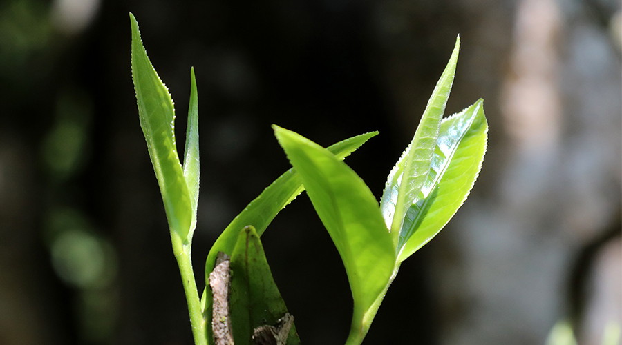 普洱茶的采摘標(biāo)準(zhǔn)