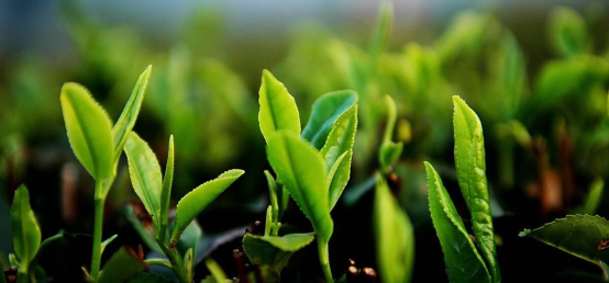 云南记誉堂茶业集团严把产品质量大关，为中国茶业发展不懈奋斗