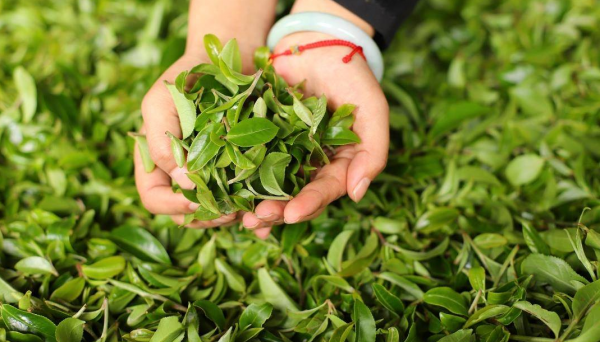 云南六盛茶业坚持可持续发展，不断探索产业化经营新路线