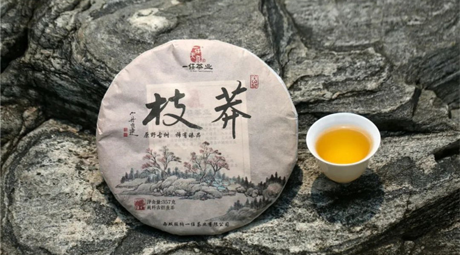 李桂榮說(shuō)茶丨莽枝古樹(shù)純料茶：一香一味總關(guān)"雅"