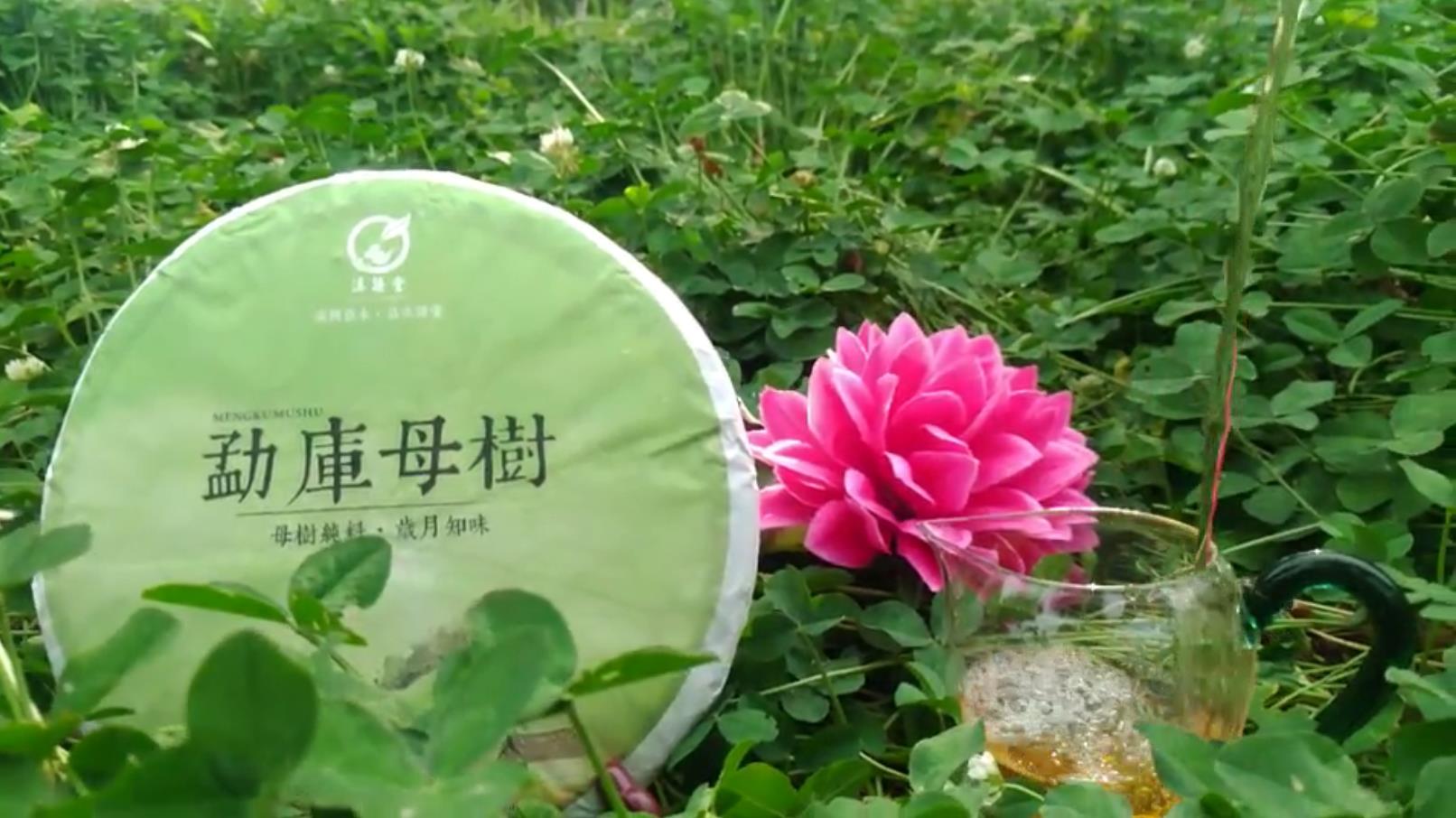 2015年滇语堂•勐库母树生茶品鉴报告视频