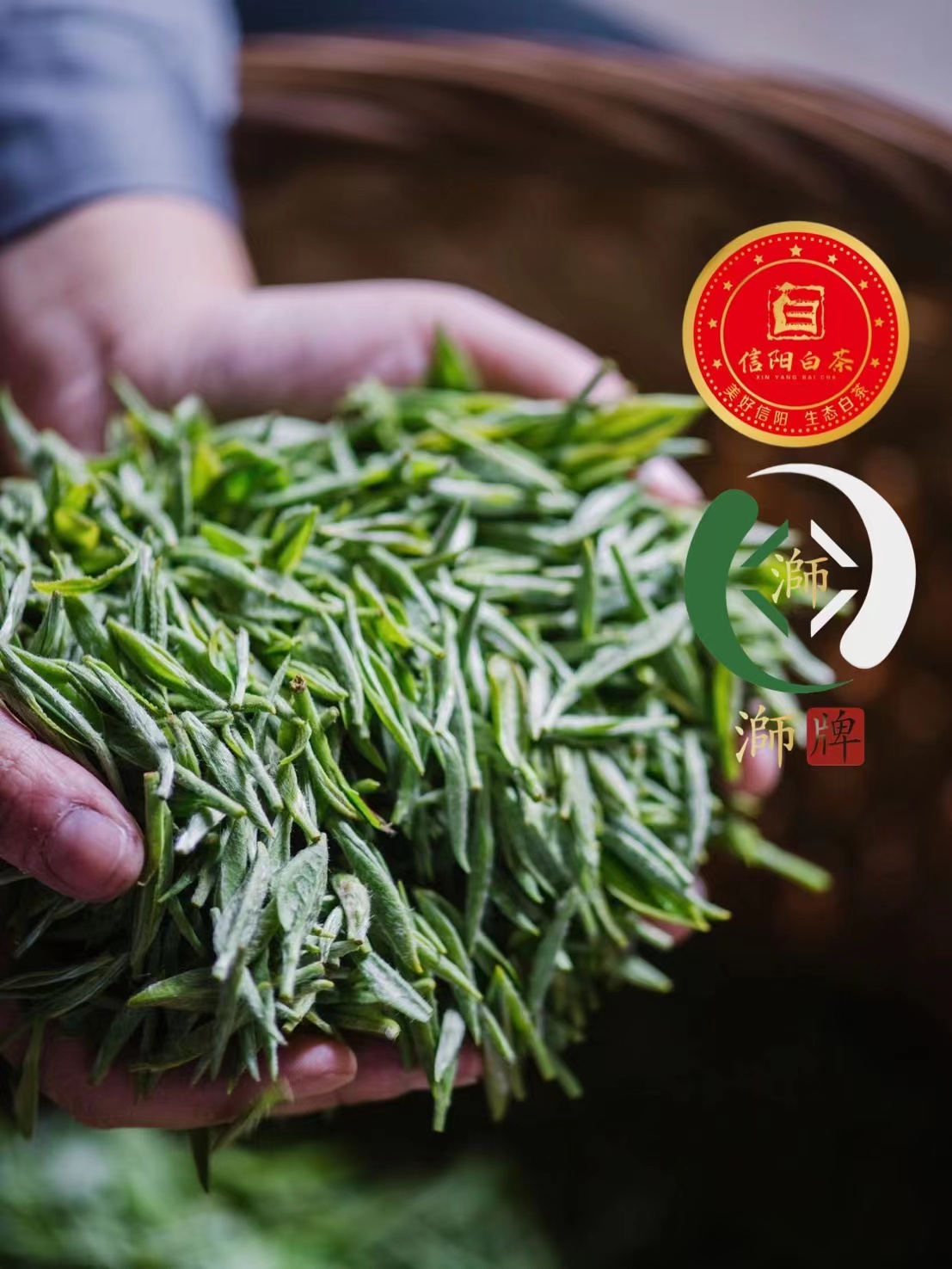 2023年信阳白茶鲜叶价格180-220/斤 