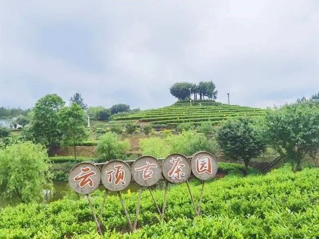 热烈祝贺：四川平昌县入选“2023年度重点产茶县域”