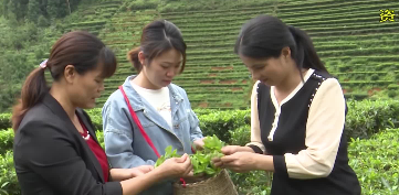 打造三大先行示范区！梅州出台茶产业发展五年规划