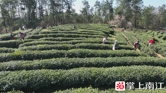 春风送茶香，南江县八万亩春茶陆续进入采摘期