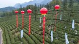 上春山·采春茶：第六届九江国际名茶名泉博览会庐山云雾茶开采节来啦