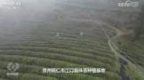 央视《焦点访谈》用7分钟报道贵州抹茶