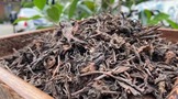 廖福散茶70年代老茶，产于北越，木香明显，业界公认“印级散茶”
