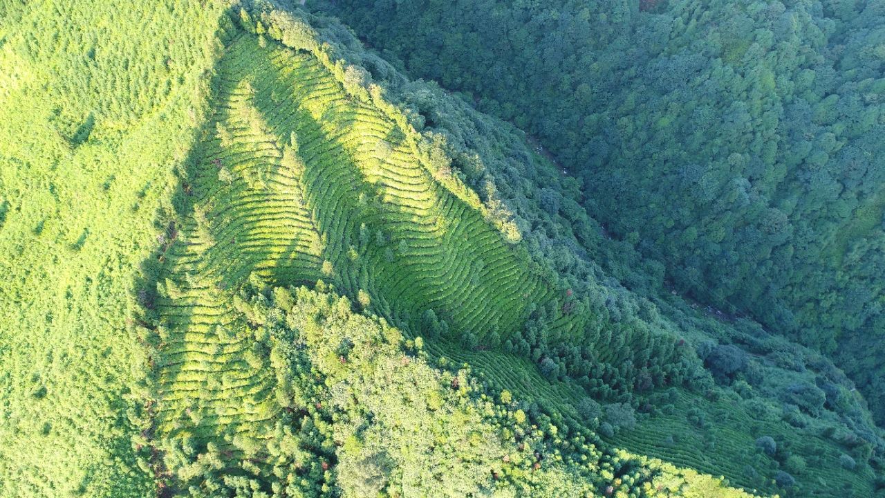 茗满山城，茶香天下：“周公山茶”邀您山城重庆品茗